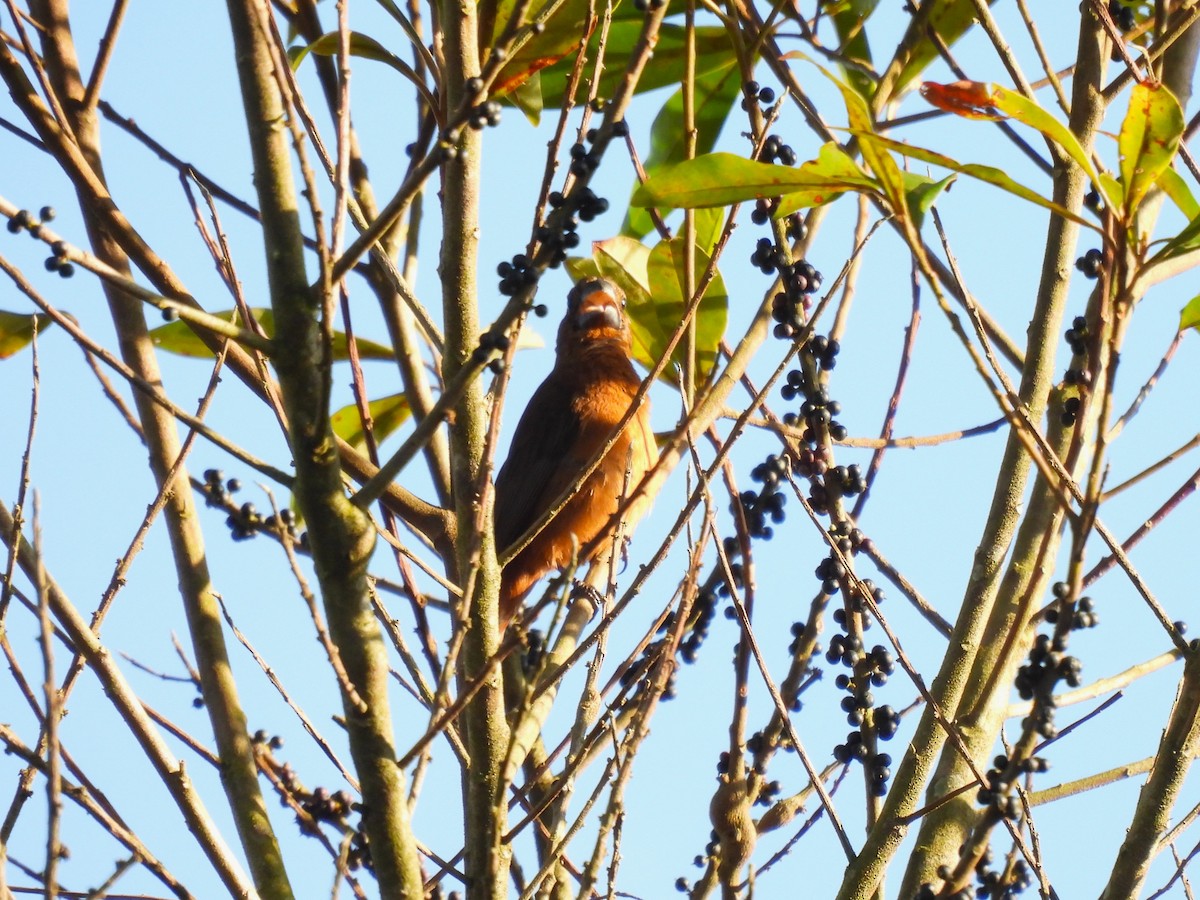 Chestnut-bellied Seed-Finch - ML645551397