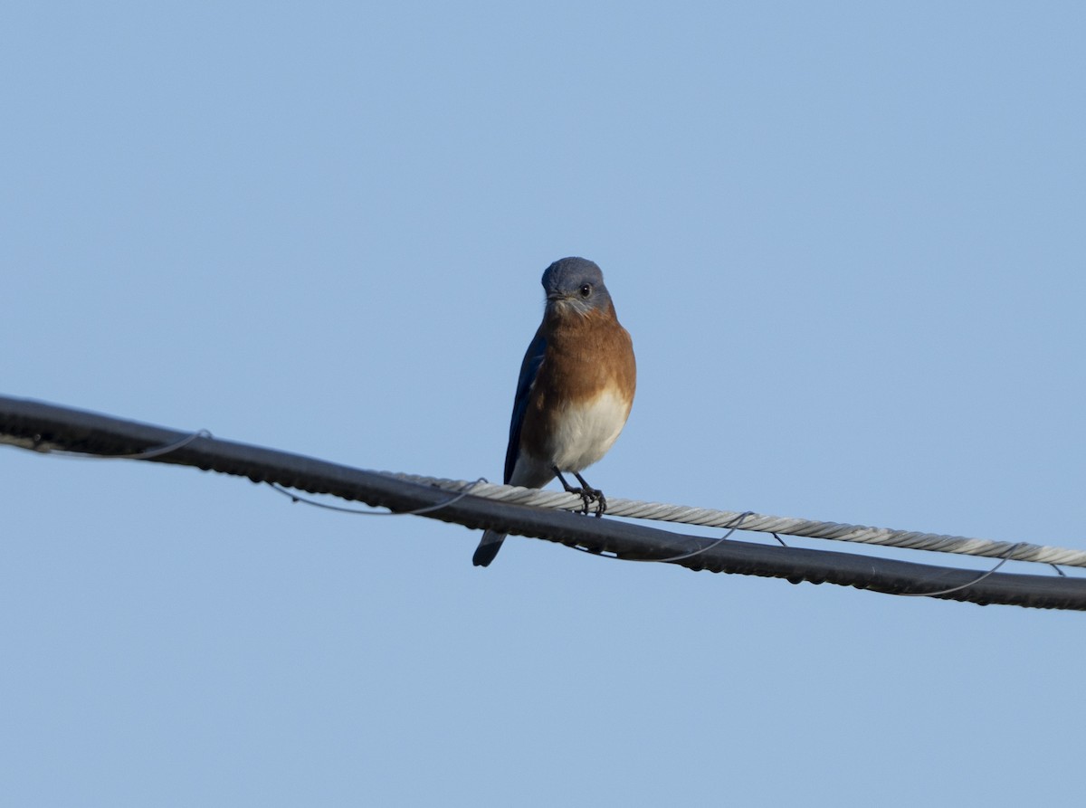Eastern Bluebird - ML645551399