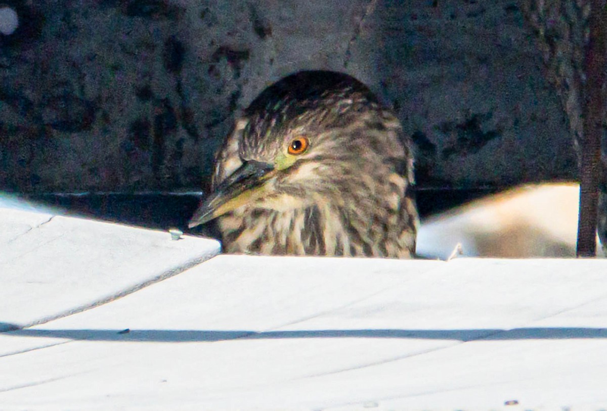 Black-crowned Night Heron - ML645551407