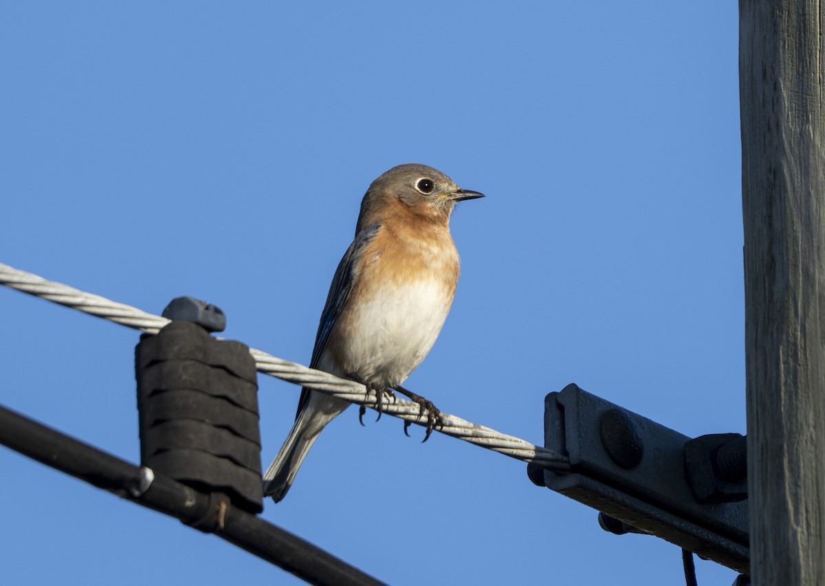 Eastern Bluebird - ML645551408