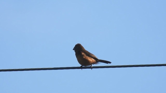 Каштаново-чёрный просяночник - ML645551409