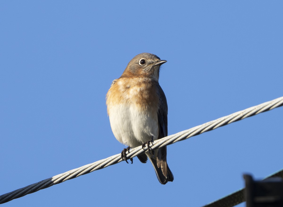 Eastern Bluebird - ML645551411