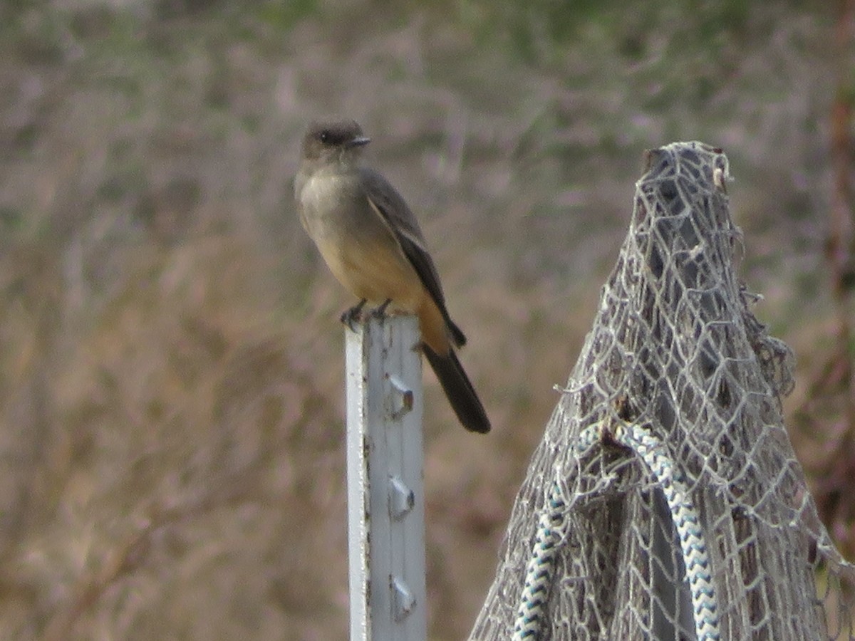 Say's Phoebe - ML645551424