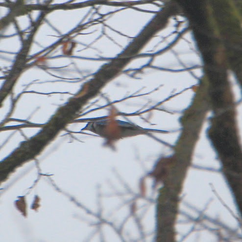 Blue Jay - ML645551430