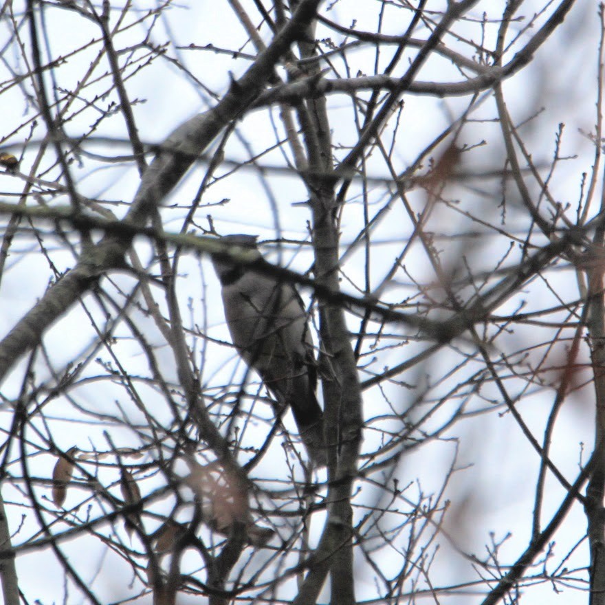 Blue Jay - ML645551431