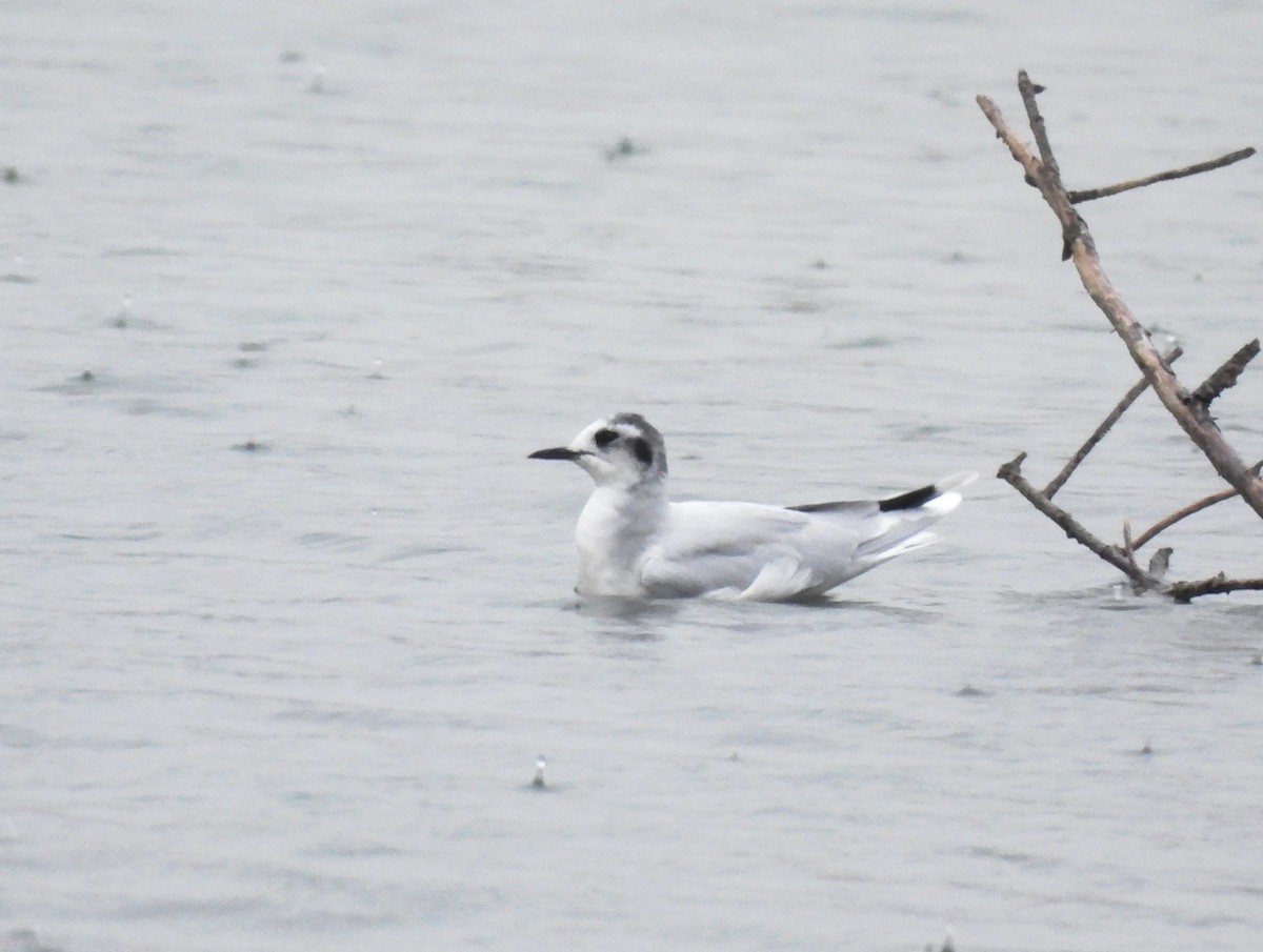 Little Gull - ML645551440