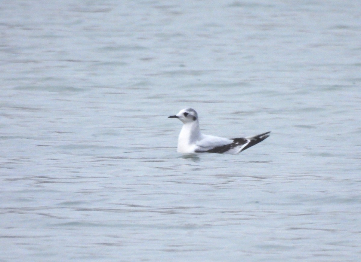 Little Gull - ML645551441