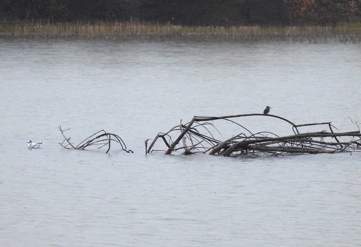 Little Gull - ML645551442