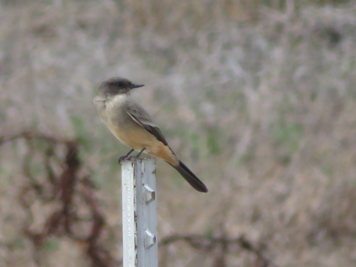 Say's Phoebe - ML645551448