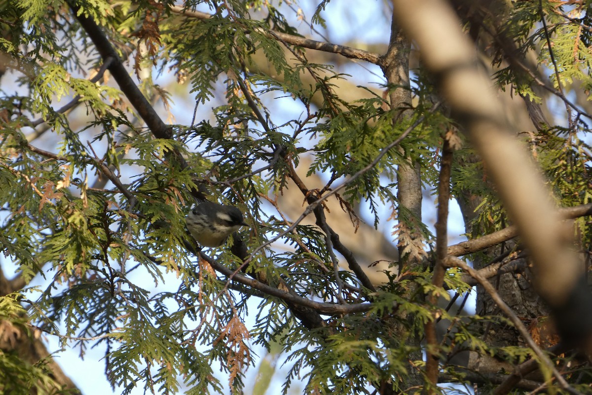 Black-throated Gray Warbler - ML645551453
