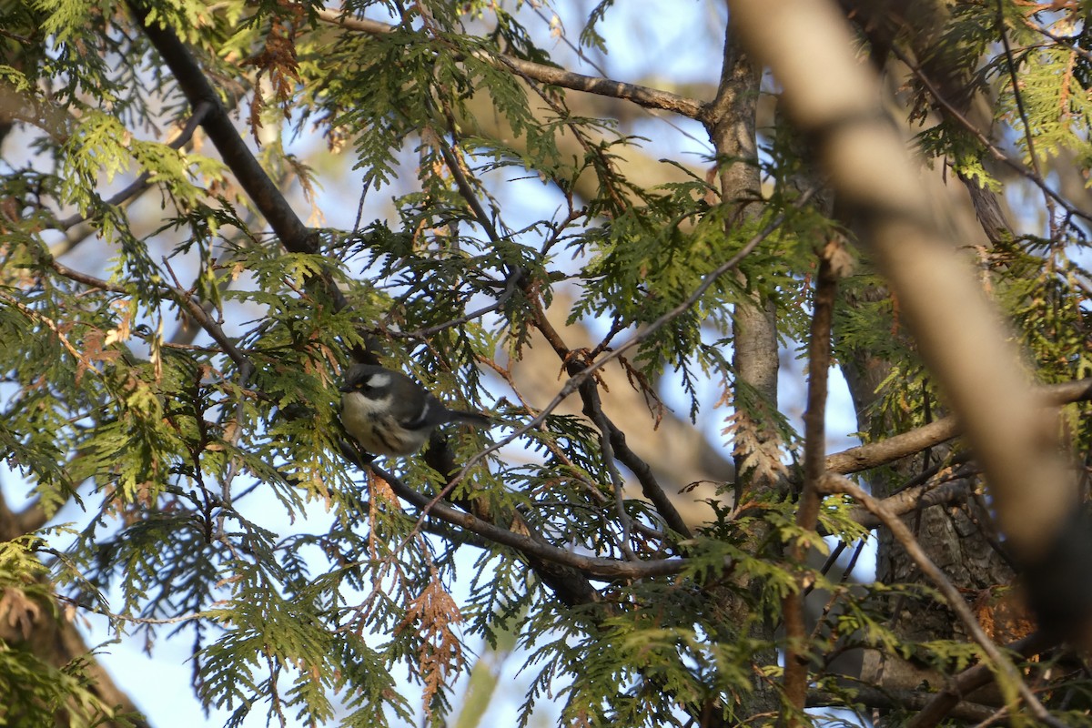 Black-throated Gray Warbler - ML645551454