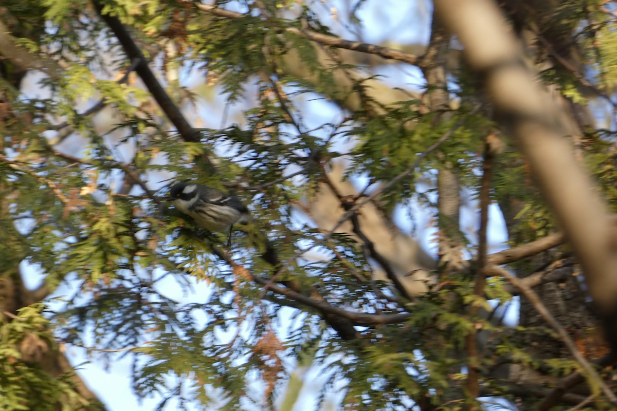 Black-throated Gray Warbler - ML645551455