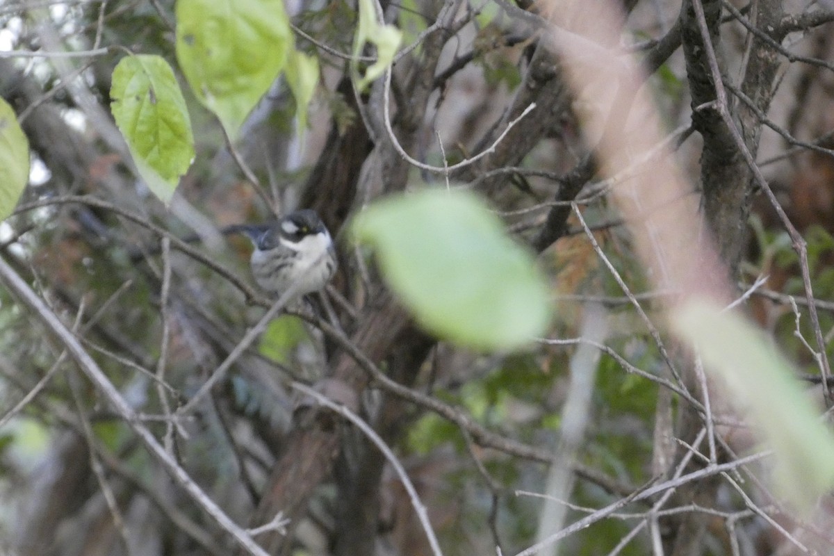Black-throated Gray Warbler - ML645551456