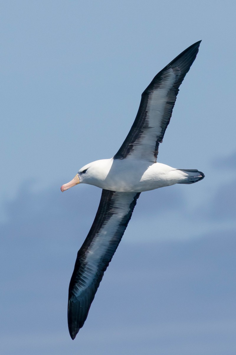 Schwarzbrauenalbatros - ML645551465