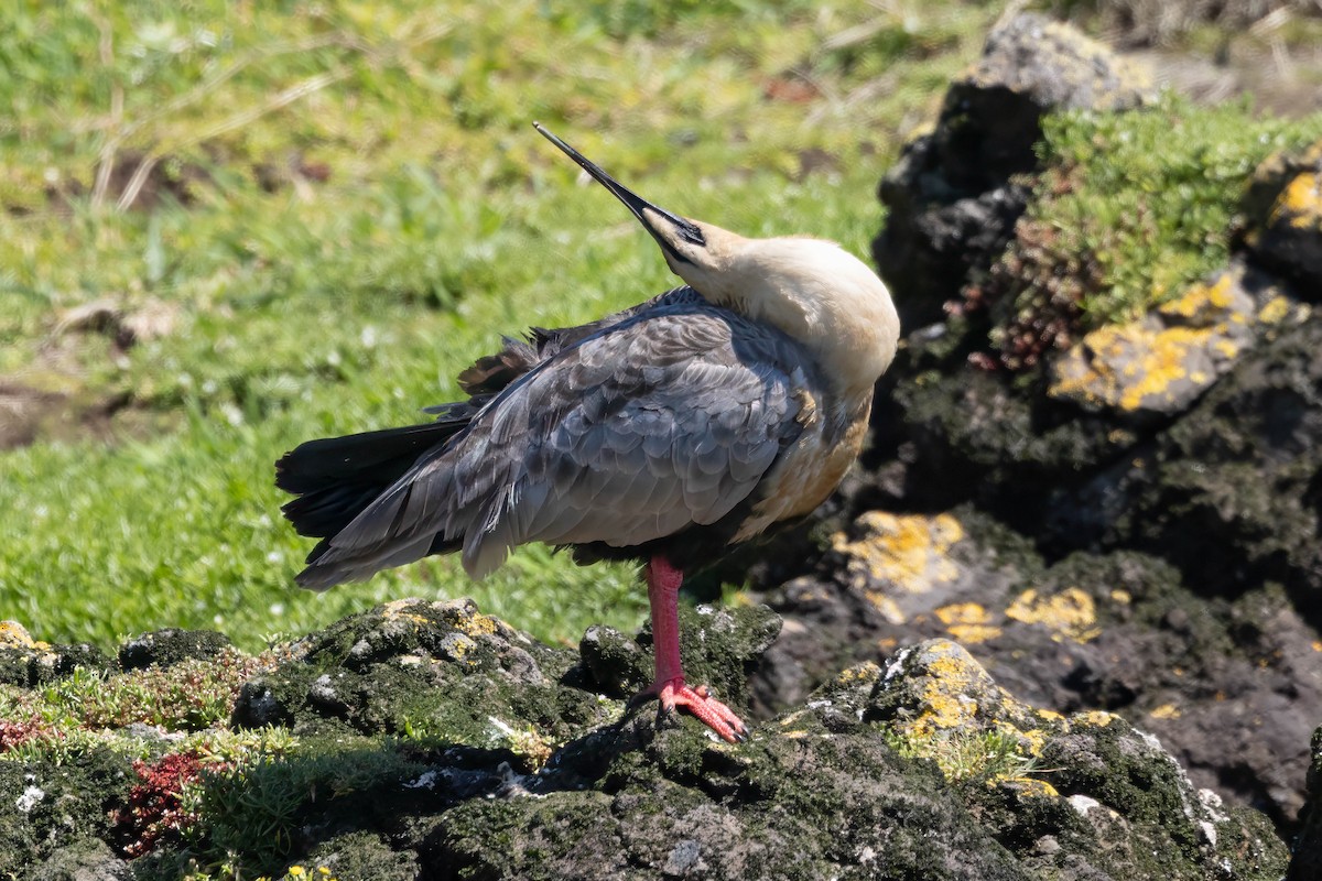 Black-faced Ibis - ML645551471