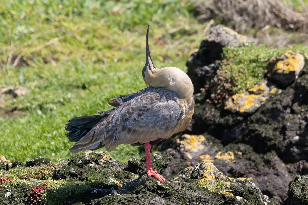 Black-faced Ibis - ML645551472