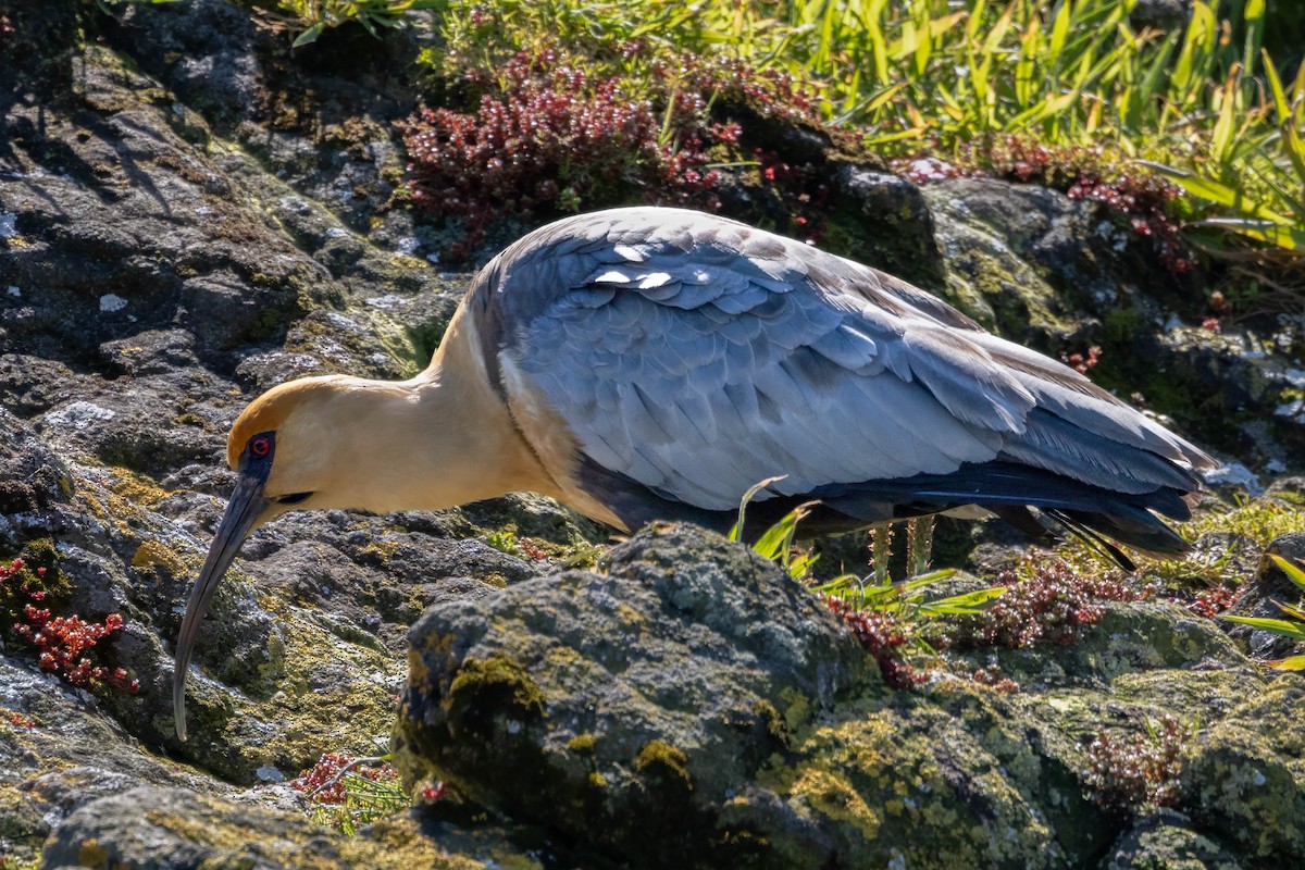 Black-faced Ibis - ML645551473
