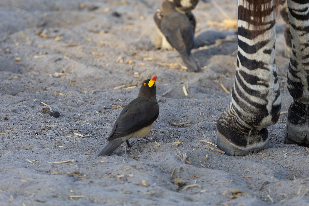 Yellow-billed Oxpecker - ML645551493