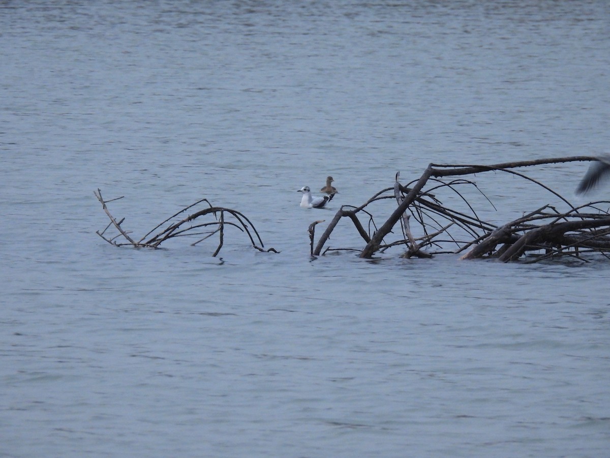 Little Grebe - ML645551498