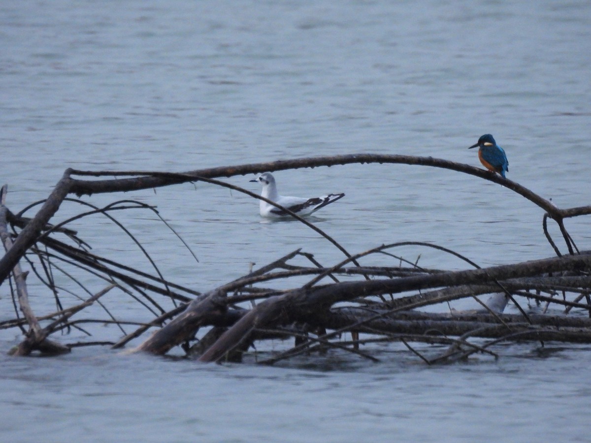 Common Kingfisher - ML645551507