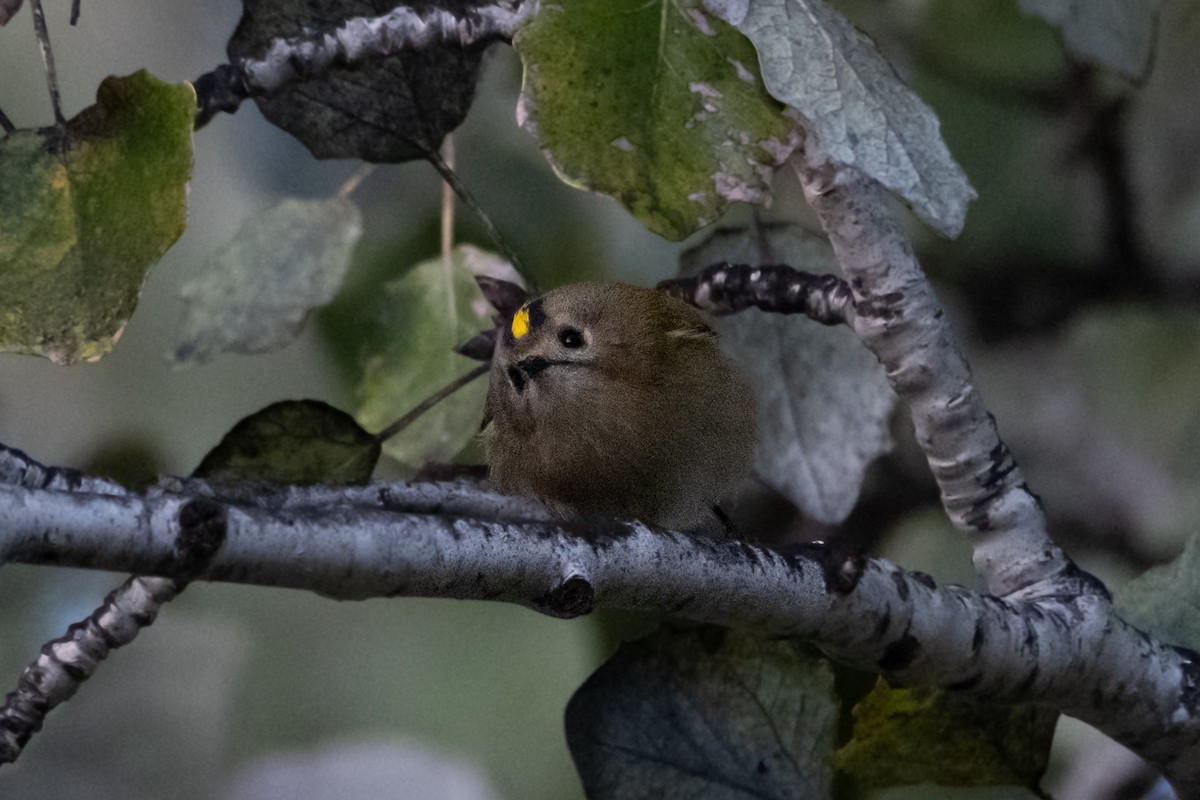 Goldcrest - ML645551510