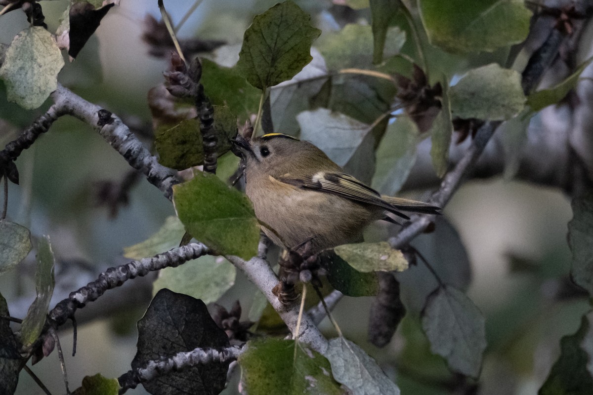 Goldcrest - ML645551512