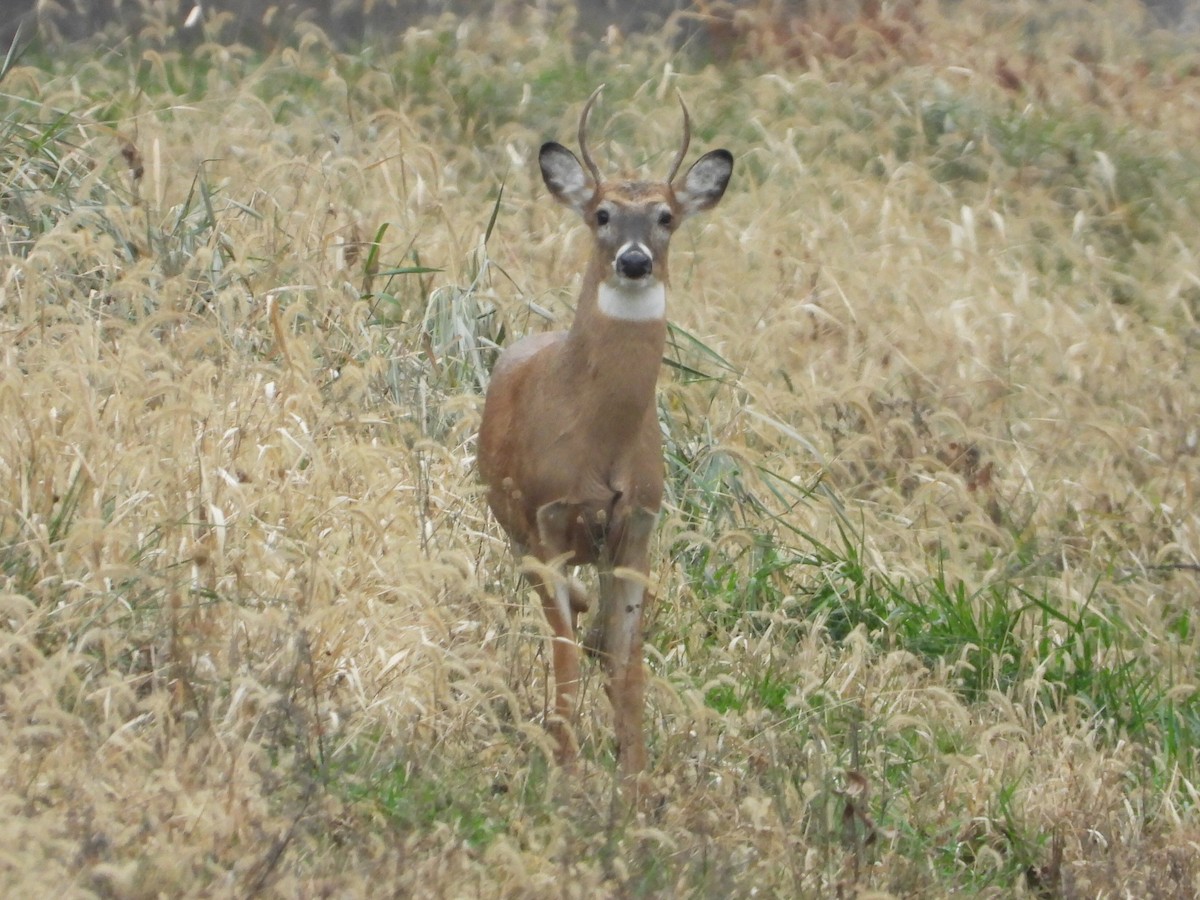 Animals - ML645551530