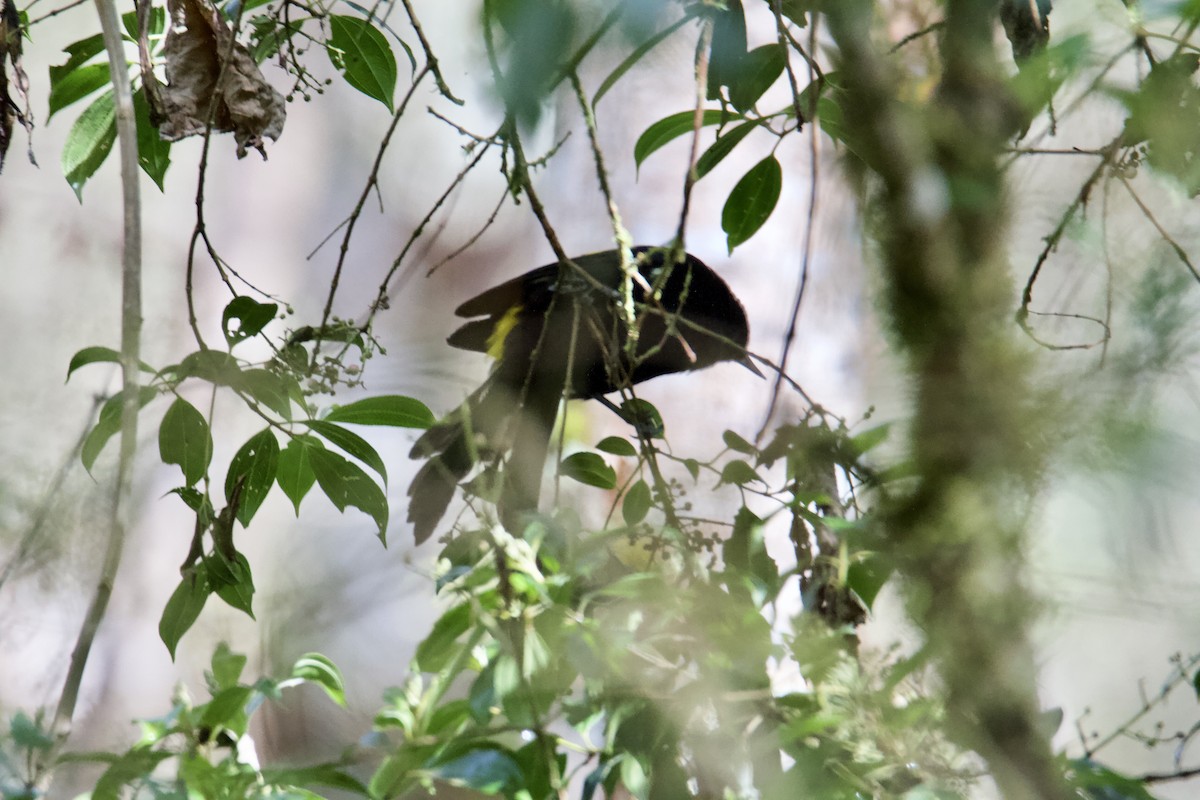 Mountain Cacique - ML645551531