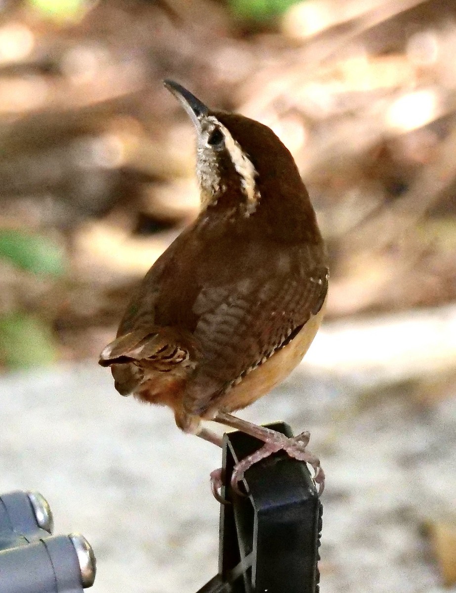 Carolina Wren - ML645551534