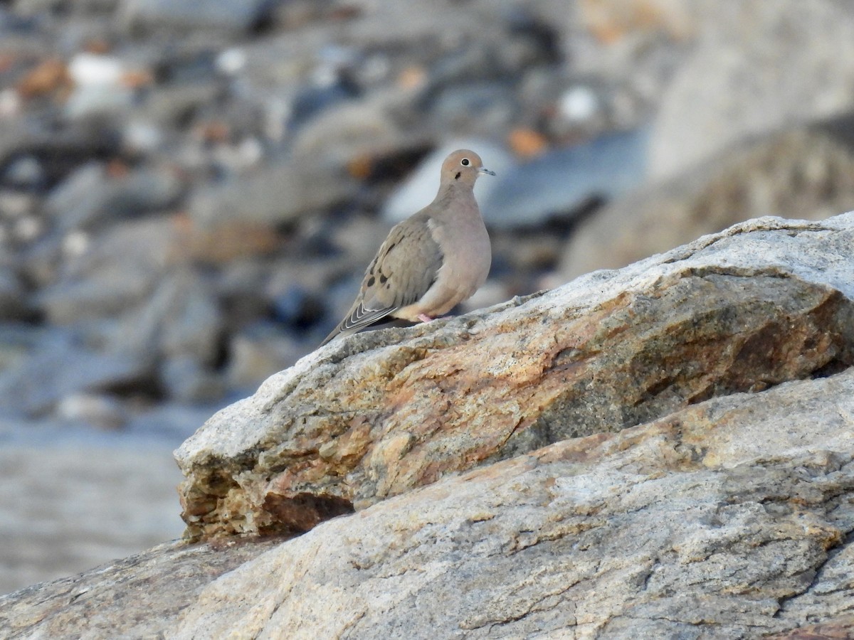 hrdlička karolínská - ML645551537