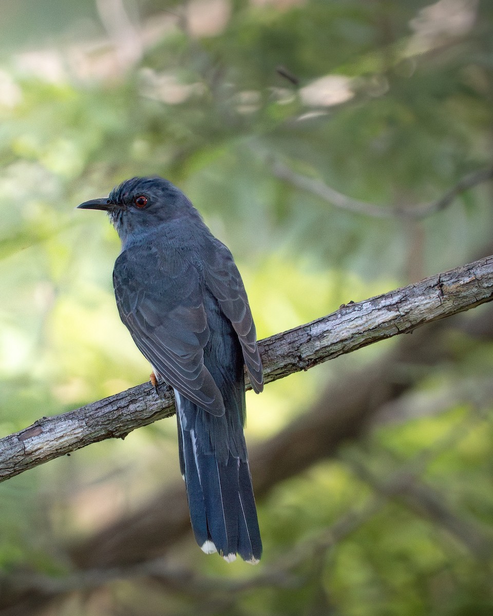 Воробьиная кукушка - ML645551539