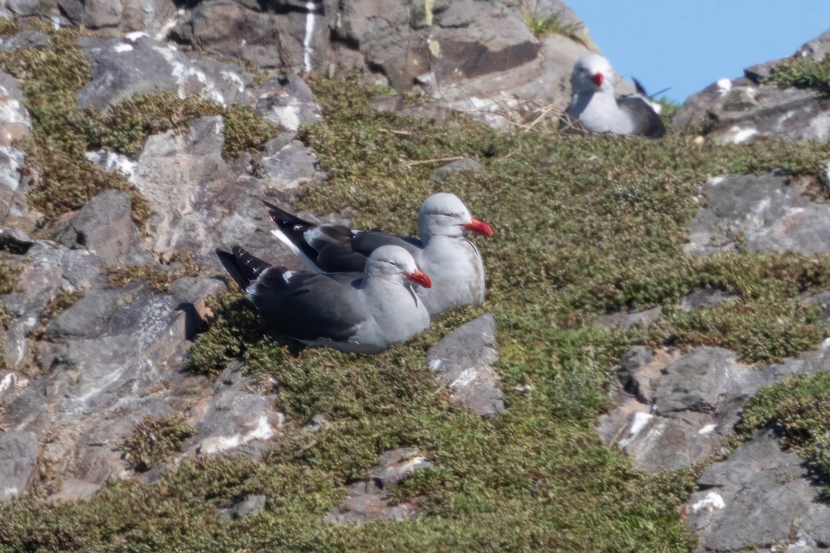 Dolphin Gull - ML645551542
