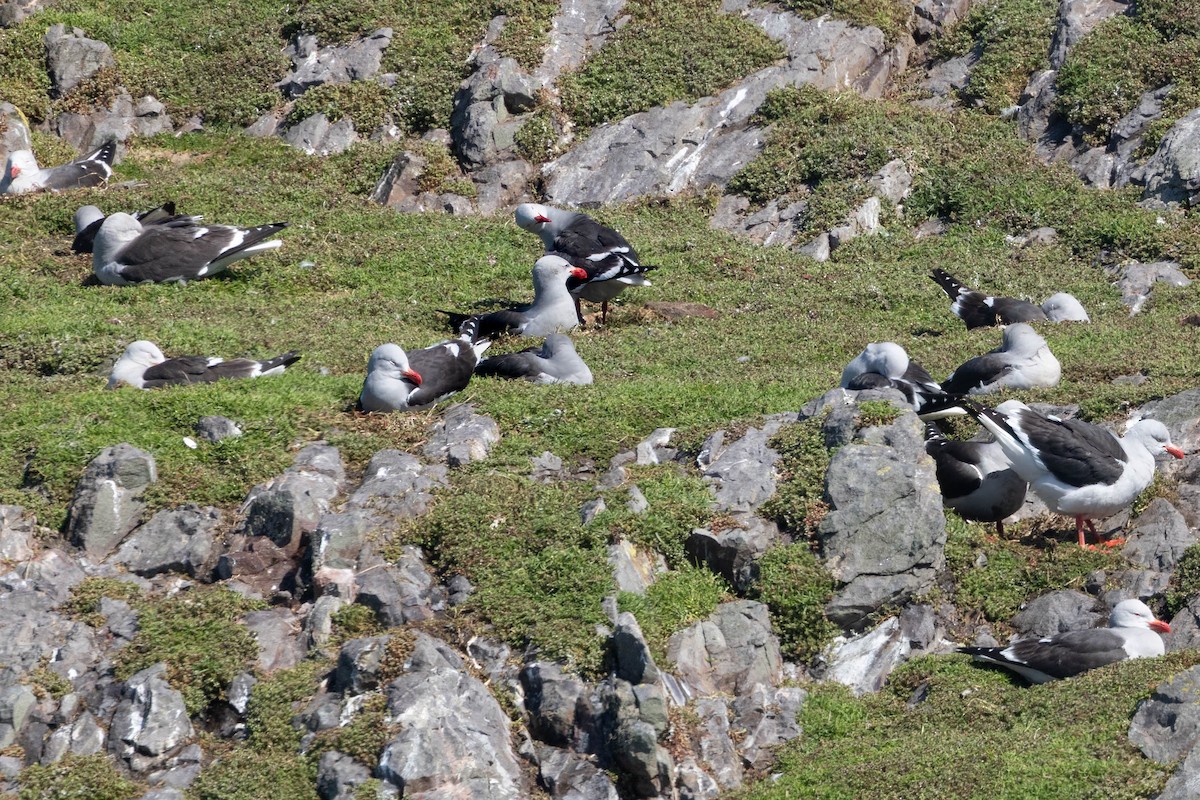 Dolphin Gull - ML645551543