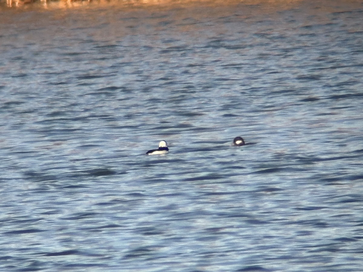 Bufflehead - ML645551544