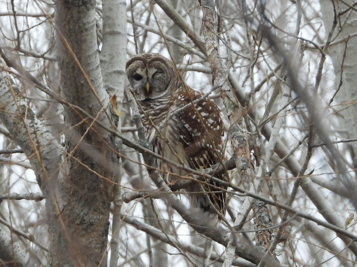 Barred Owl - ML645551548