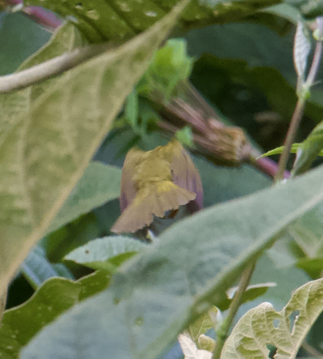 Black-crested Warbler - ML645551549