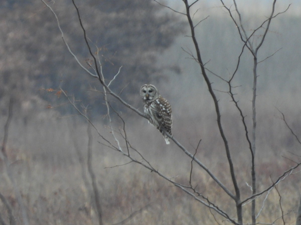 Barred Owl - ML645551555