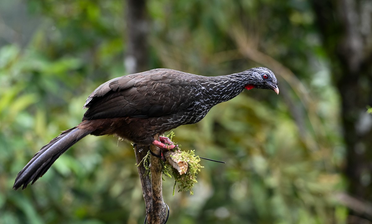 Пенелопа андська - ML645551558