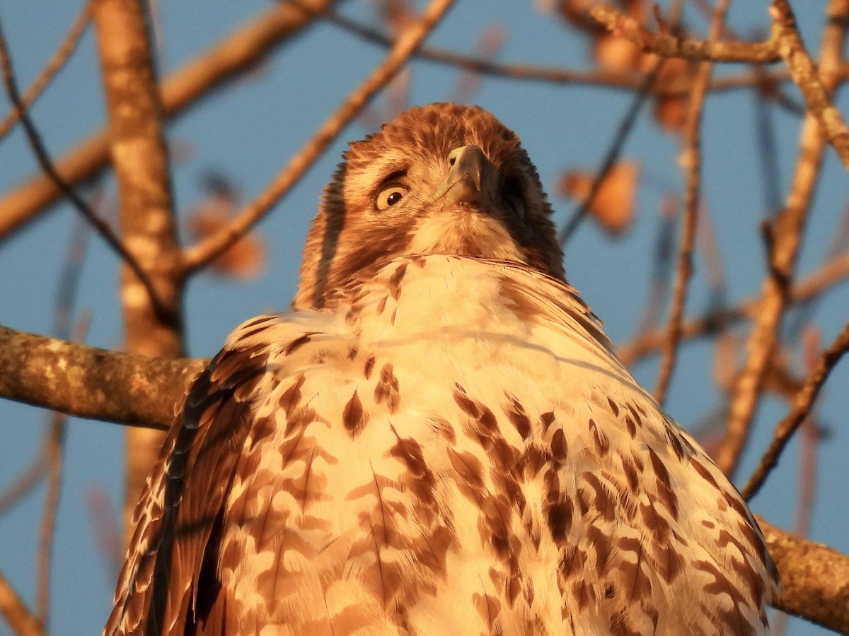 káně rudochvostá - ML645551568