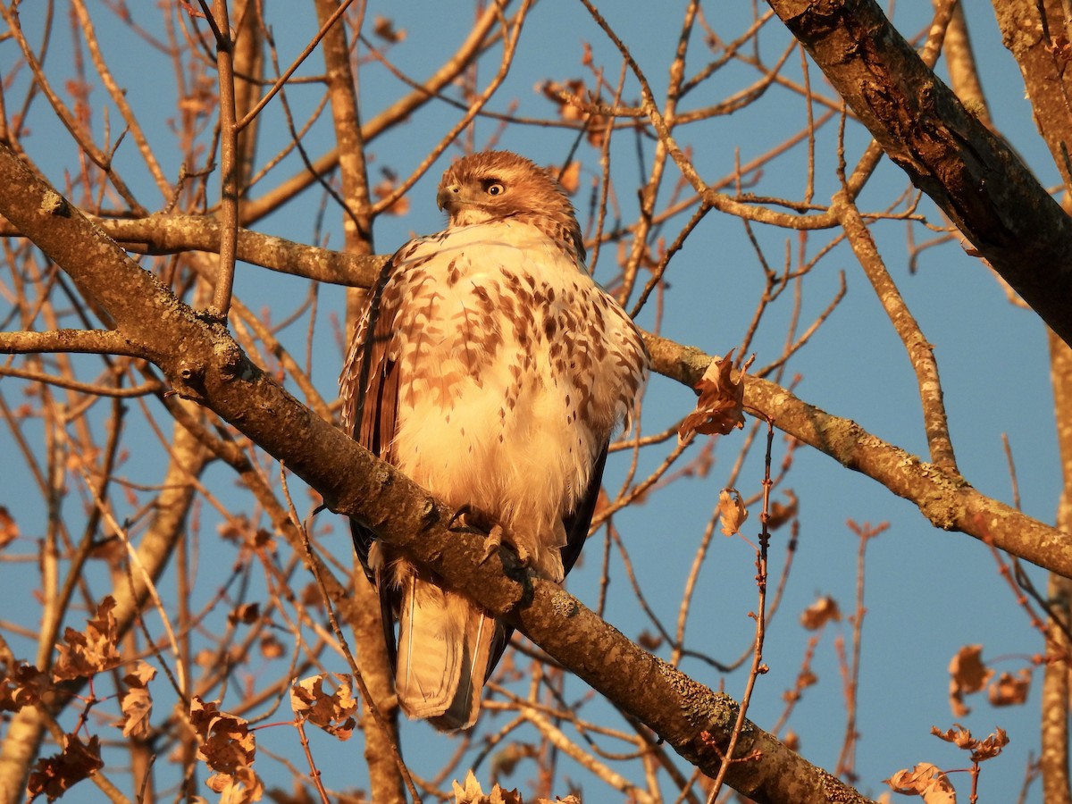 káně rudochvostá - ML645551569