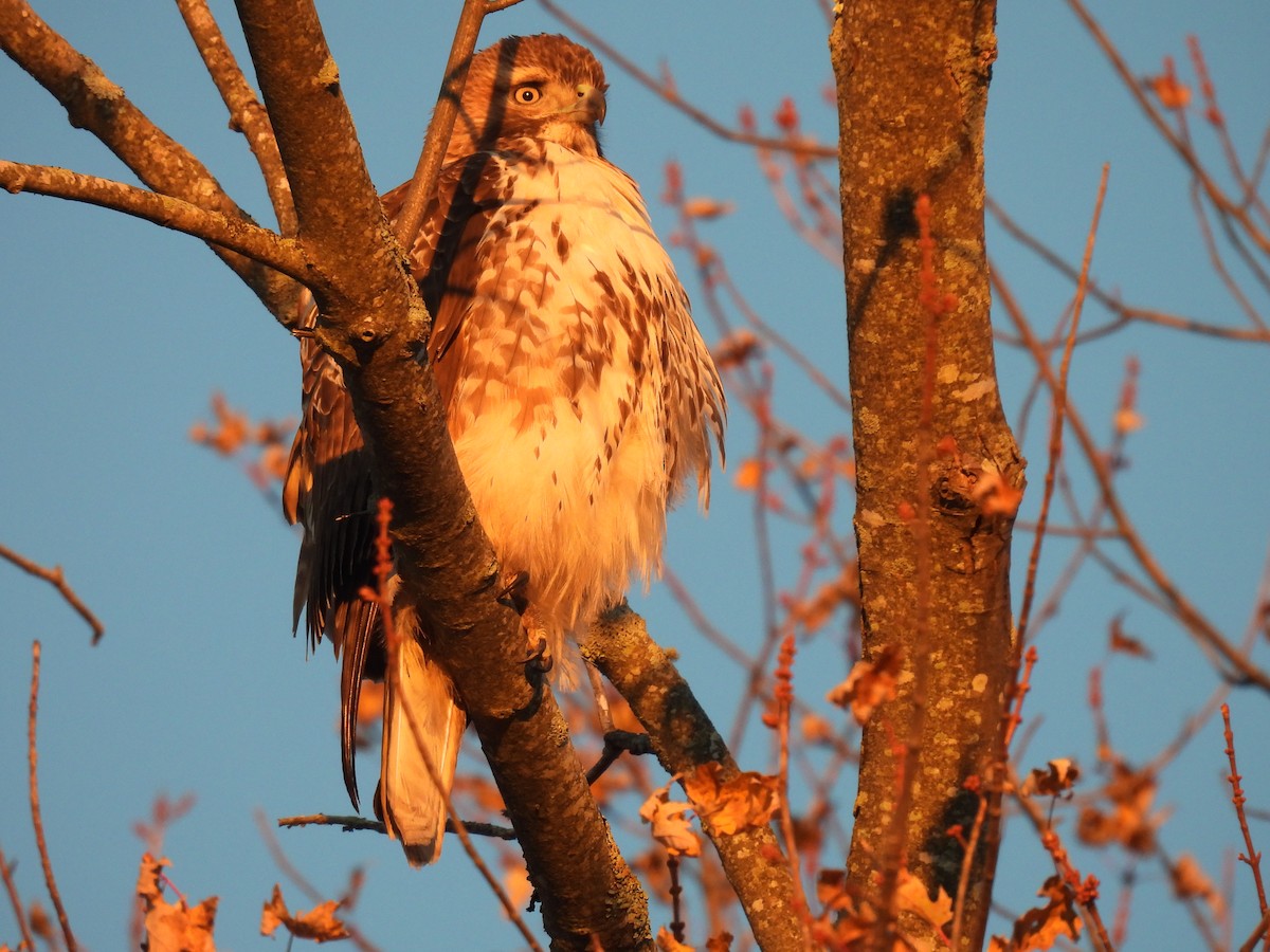 káně rudochvostá - ML645551570