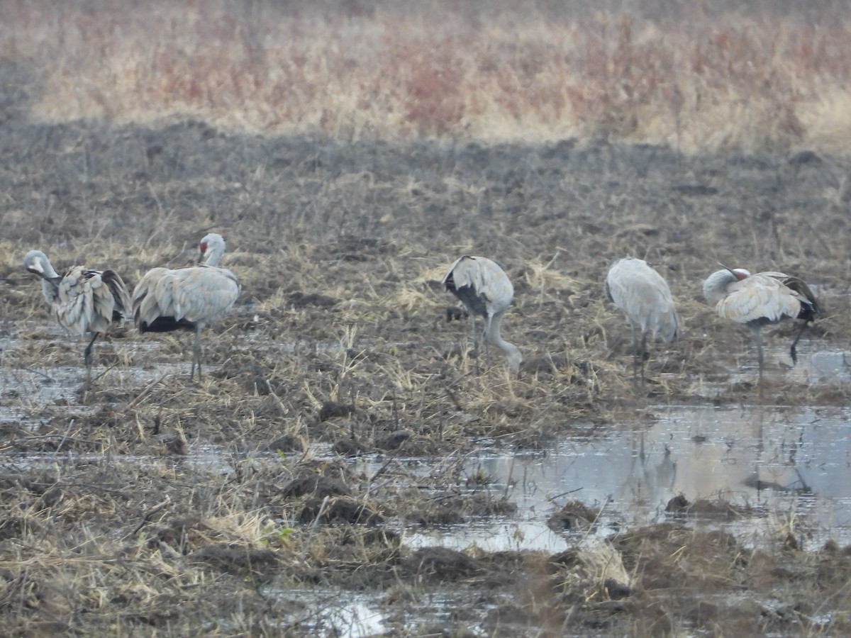 Sandhill Crane - ML645551571