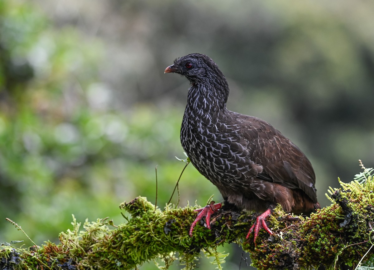 Пенелопа андська - ML645551573