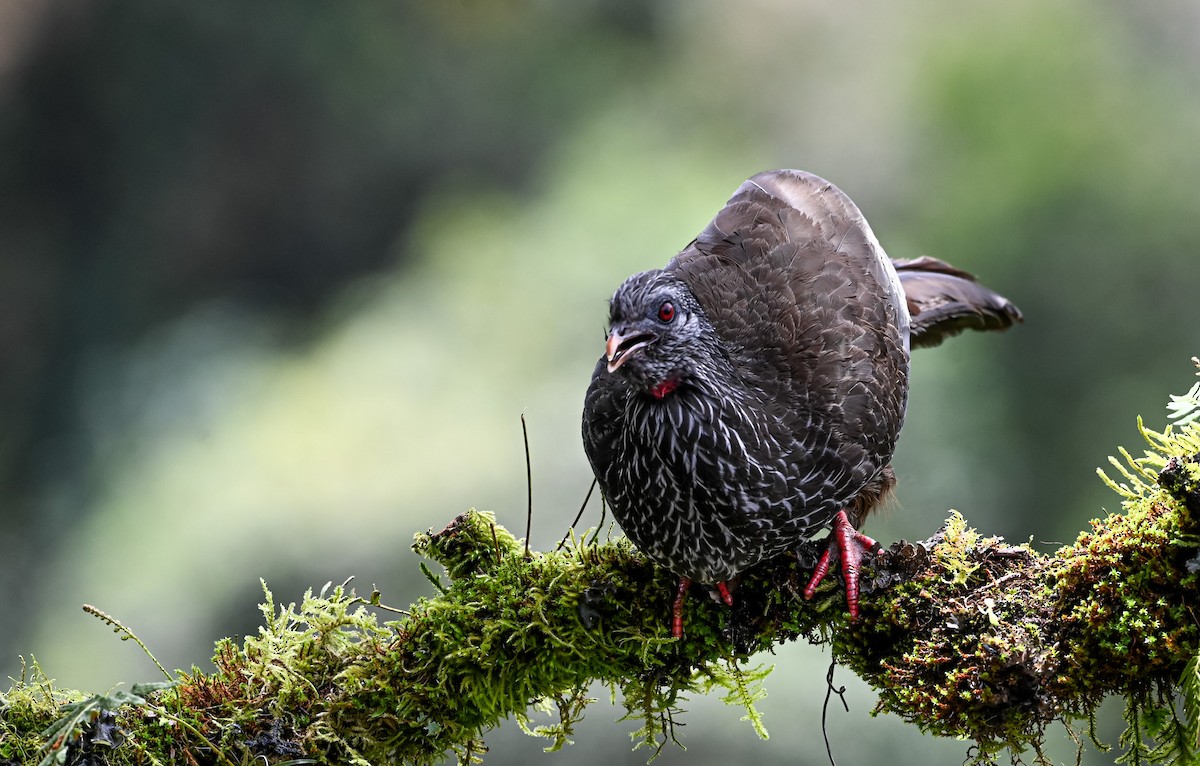 Пенелопа андська - ML645551574