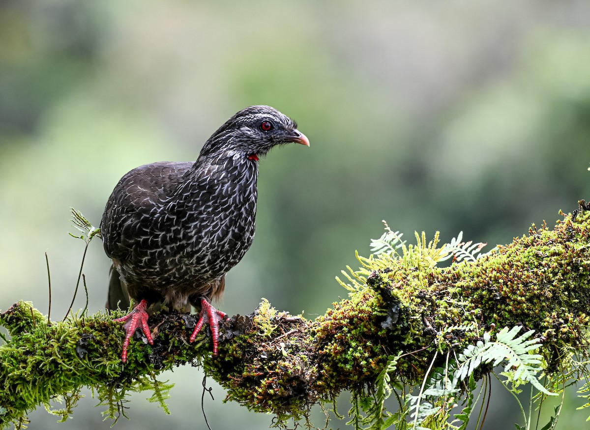 Пенелопа андська - ML645551575