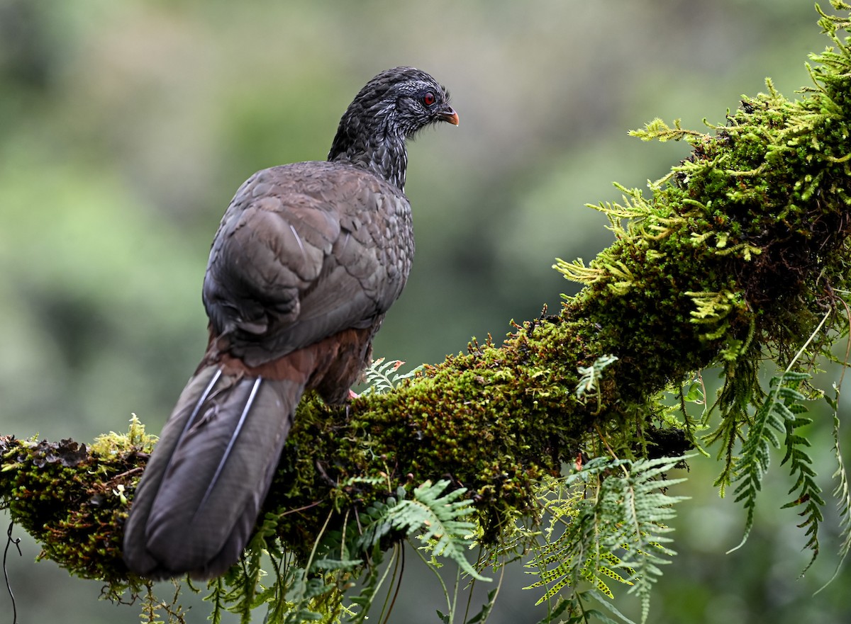 Пенелопа андська - ML645551576