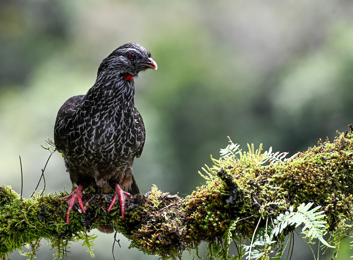 Пенелопа андська - ML645551577