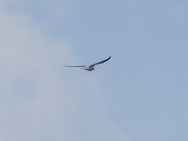 Mississippi Kite - ML645551581