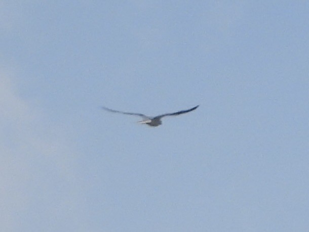 Mississippi Kite - ML645551582