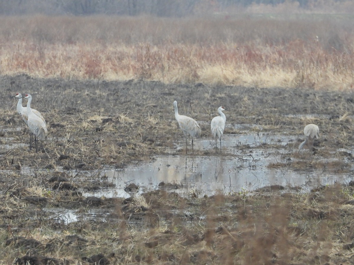 Sandhill Crane - ML645551584